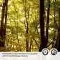 Preview: Küchenrückwand Folie herbstlicher Wald Detailbild 2