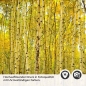 Preview: Küchenrückwand Folie Birkenwald Detailbild 2