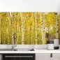 Preview: Küchenrückwand Folie Birkenwald Hauptbild 1