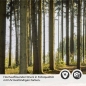 Preview: Küchenrückwand Folie Nadelwald - Lichtspiel der Natur Detailbild 2