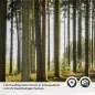 Preview: Küchenrückwand Folie Nadelwald - Lichtspiel der Natur Detailbild 2