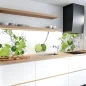 Preview: Küchenrückwand Platte Spritzige Limetten Hauptbild 1