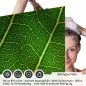 Preview: Sichtschutzfolie Dusche | Makro Blattstruktur mit Adern Netz