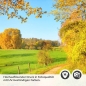 Preview: Türfolie Weg im herbstlichen Wald Detailbild 2