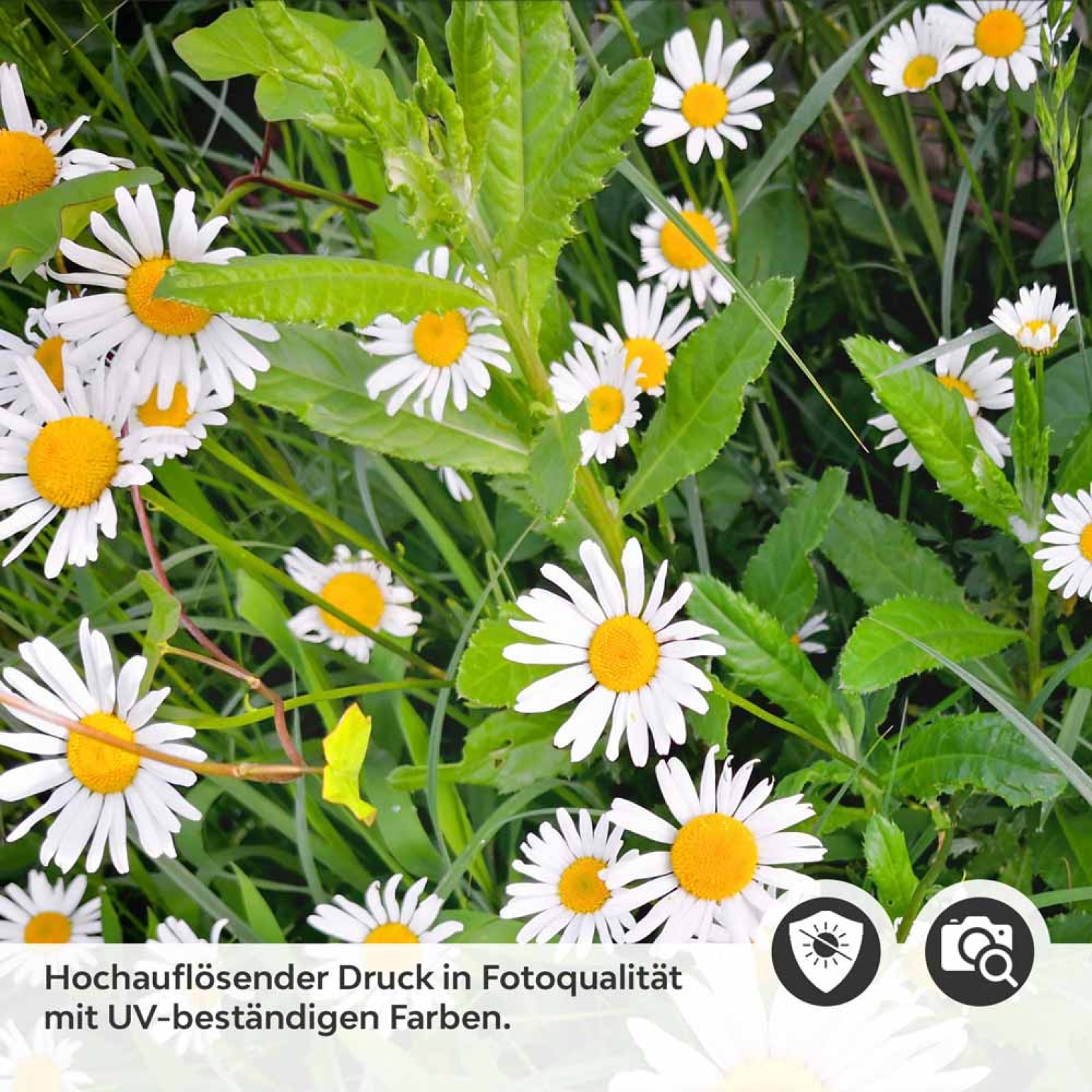 Küchenrückwand Folie Margeriten Blumen Detailbild 2