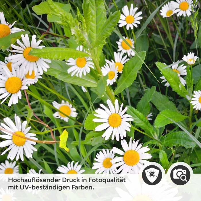 Küchenrückwand Folie Margeriten Blumen Detailbild 2