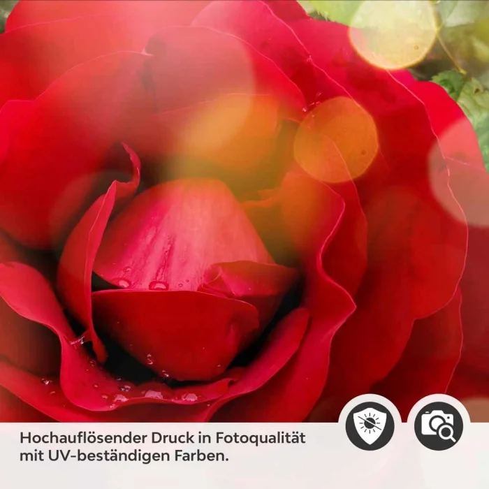 Küchenrückwand Folie blühende Rose Detailbild 2