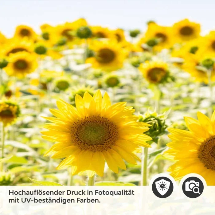 Küchenrückwand Folie blühendes Sonnenblumenfeld Detailbild 2