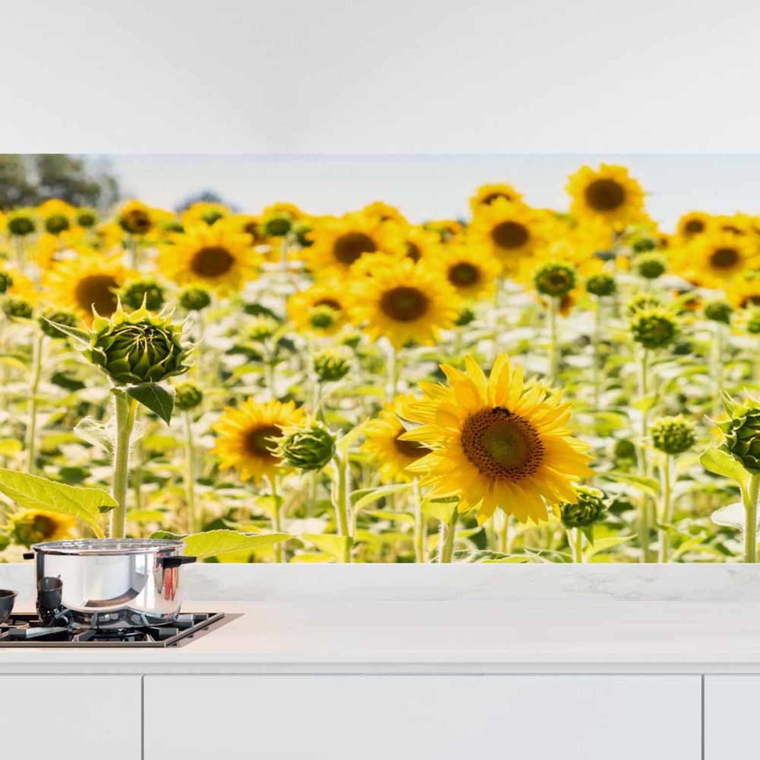 Küchenrückwand Folie blühendes Sonnenblumenfeld