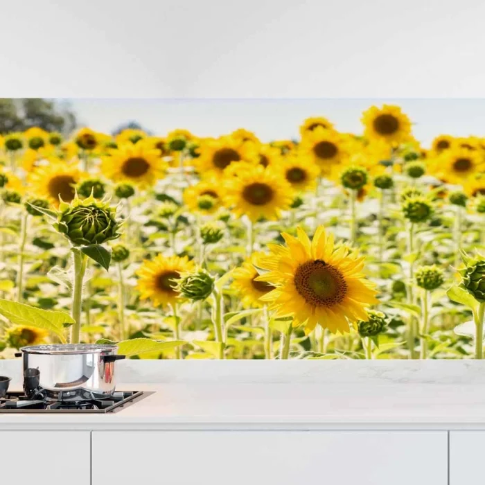 Küchenrückwand Folie blühendes Sonnenblumenfeld Hauptbild 1