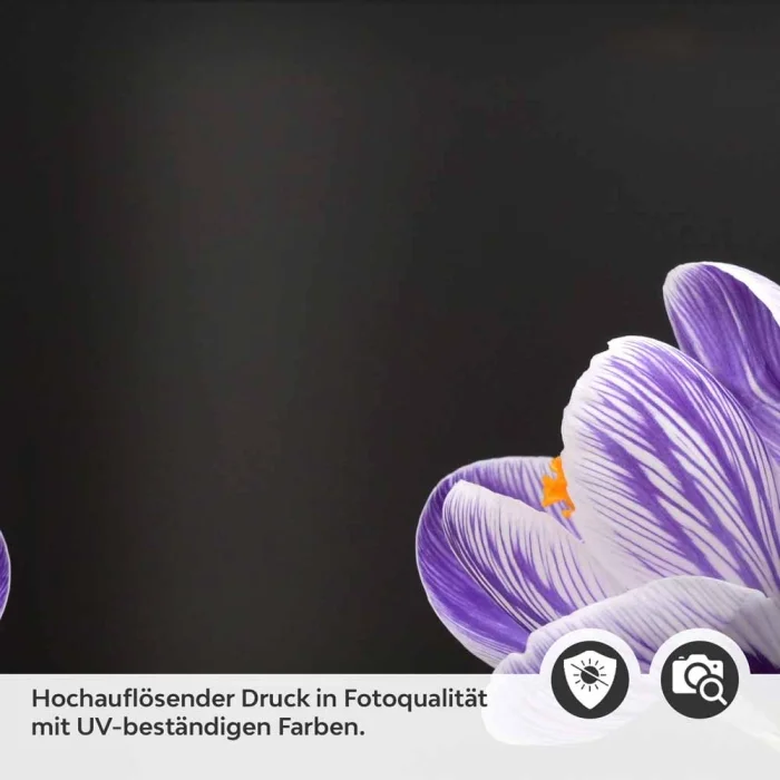 Küchenrückwand Folie Krokusblüten - edles Lila auf Schwarz Detailbild 2