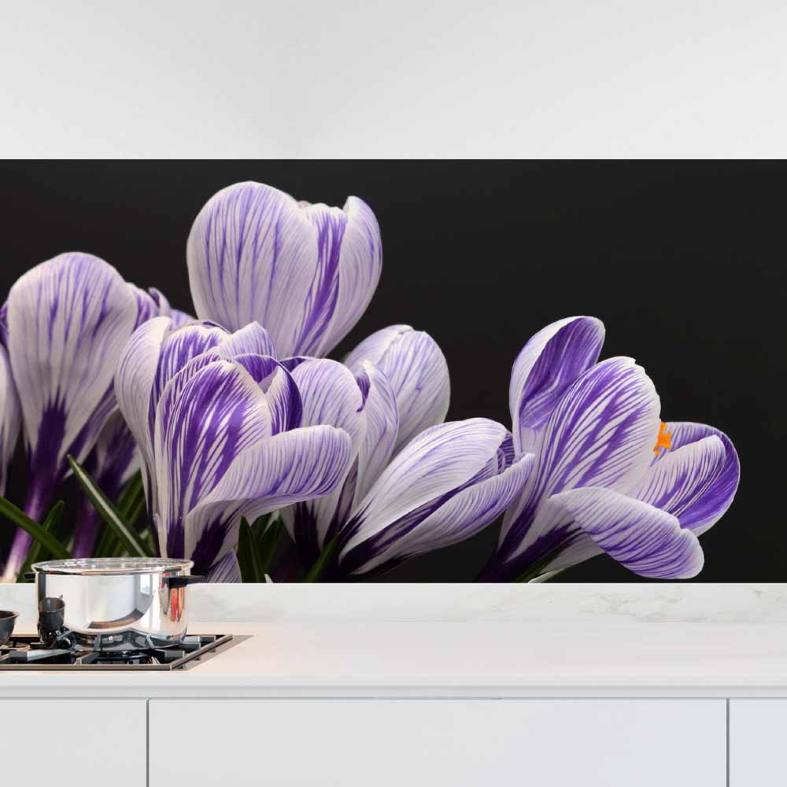 Küchenrückwand Folie Krokusblüten - edles Lila auf Schwarz