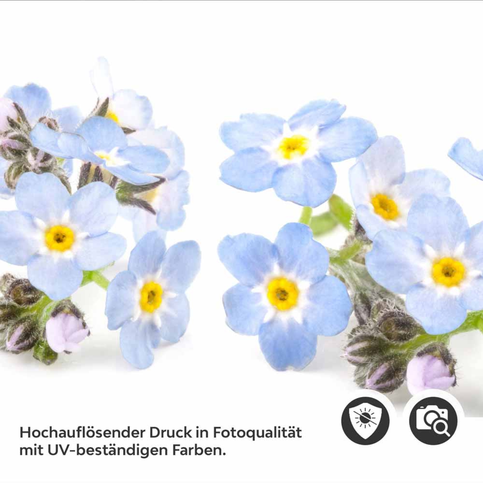 Küchenrückwand Folie Vergissmeinnicht – Zeitlose Eleganz in Blau Detailbild 2