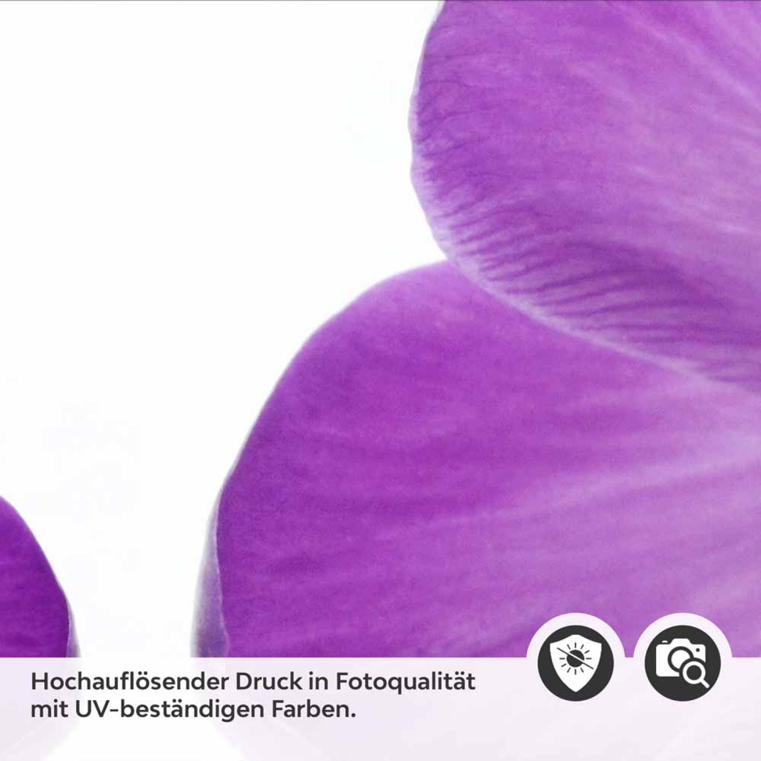Küchenrückwand Folie violette Krokusse Detailbild 2