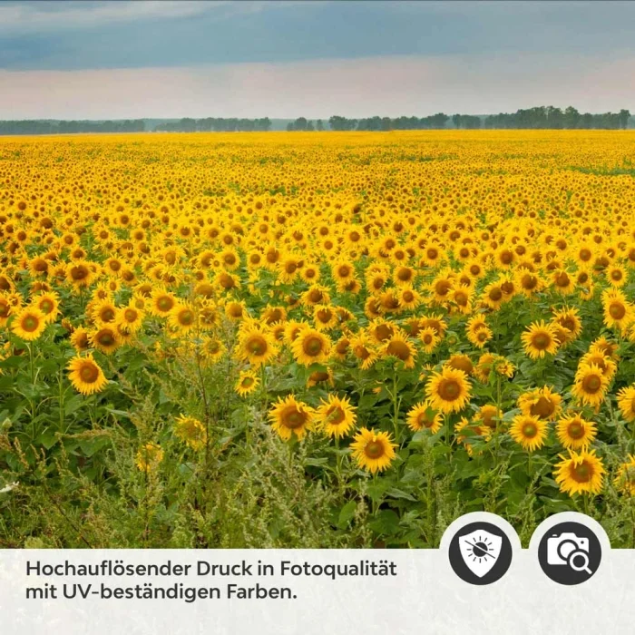Küchenrückwand Folie Sonnenblumen Detailbild 2