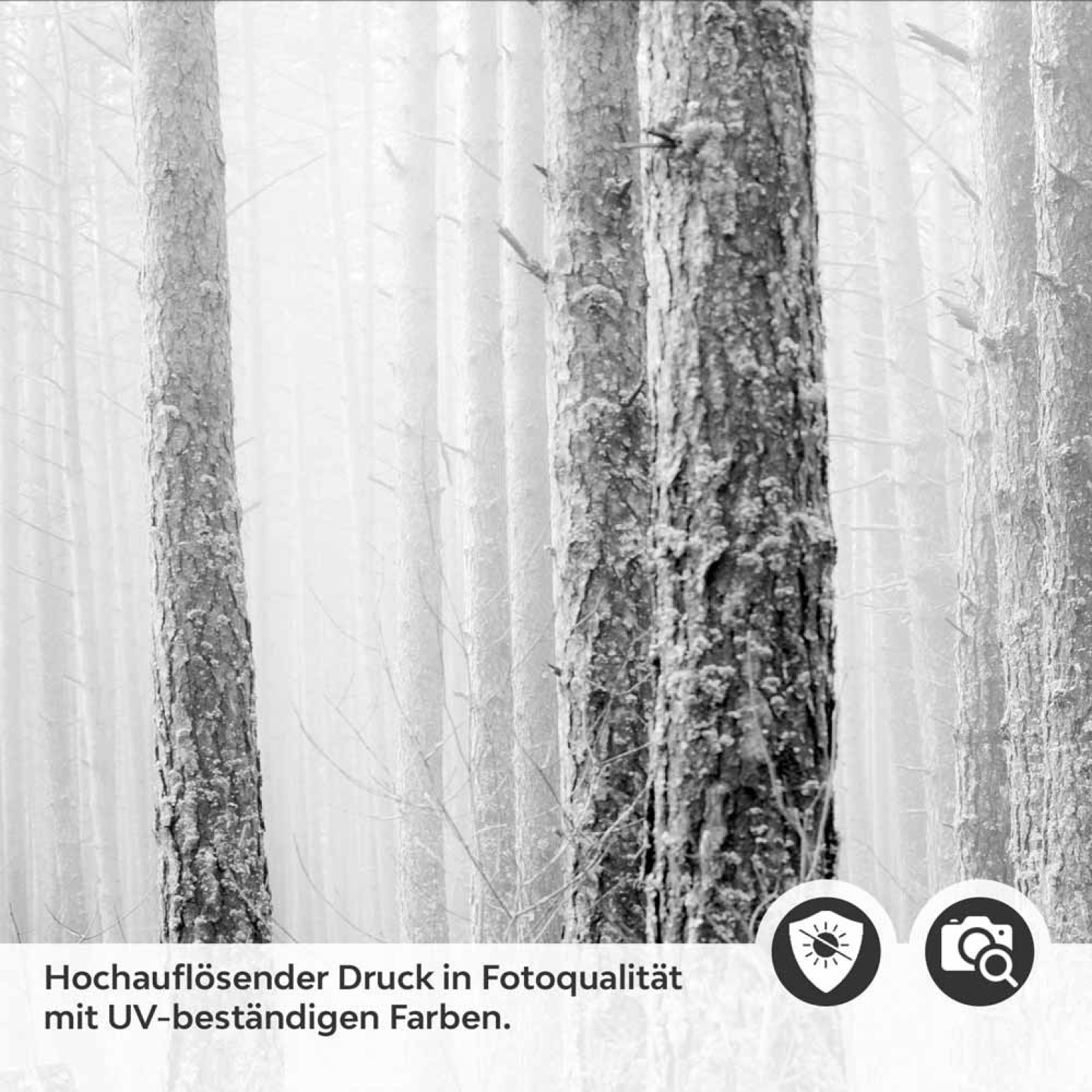 Küchenrückwand Folie Mystischer Wald - Baumstämme im Nebel Detailbild 2