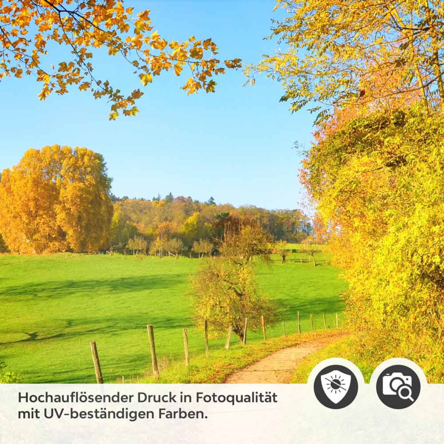 Türfolie Weg im herbstlichen Wald Detailbild 2