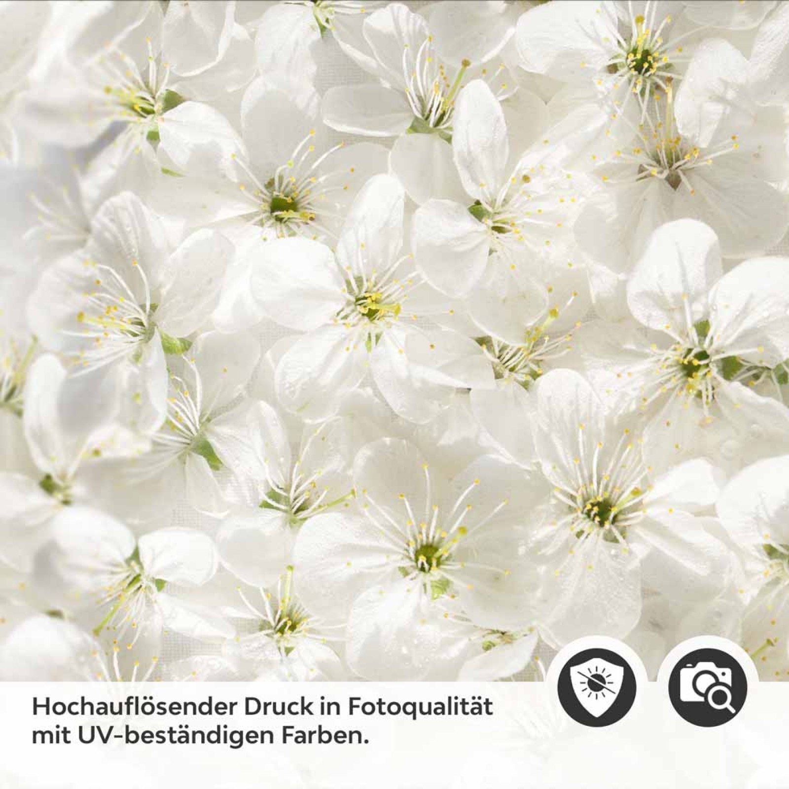 Küchenrückwand Folie weiße Kirschblüten Detailbild 2
