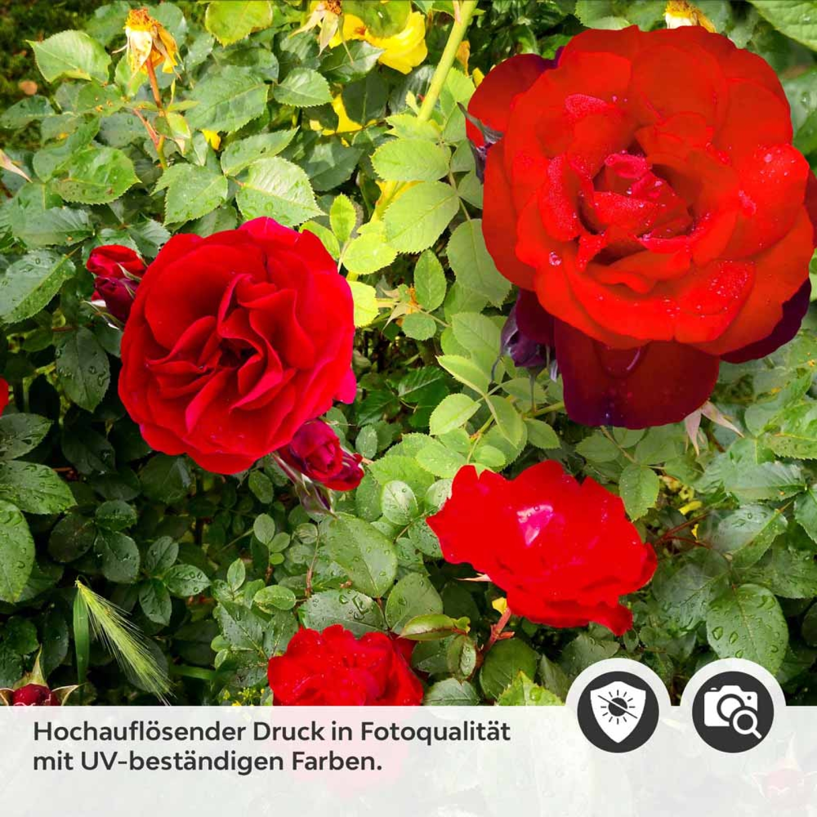 Küchenrückwand Folie rote Rosen Detailbild 2