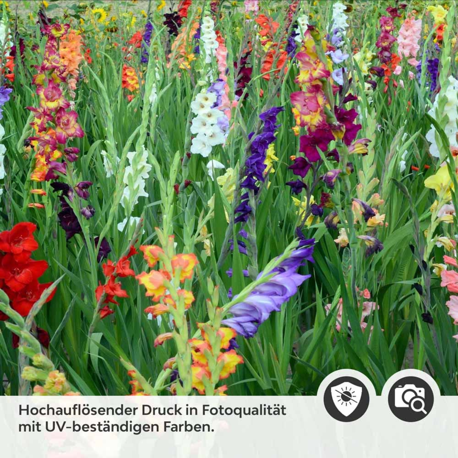 Küchenrückwand Folie bunte Blumen & Wiese Detailbild 2