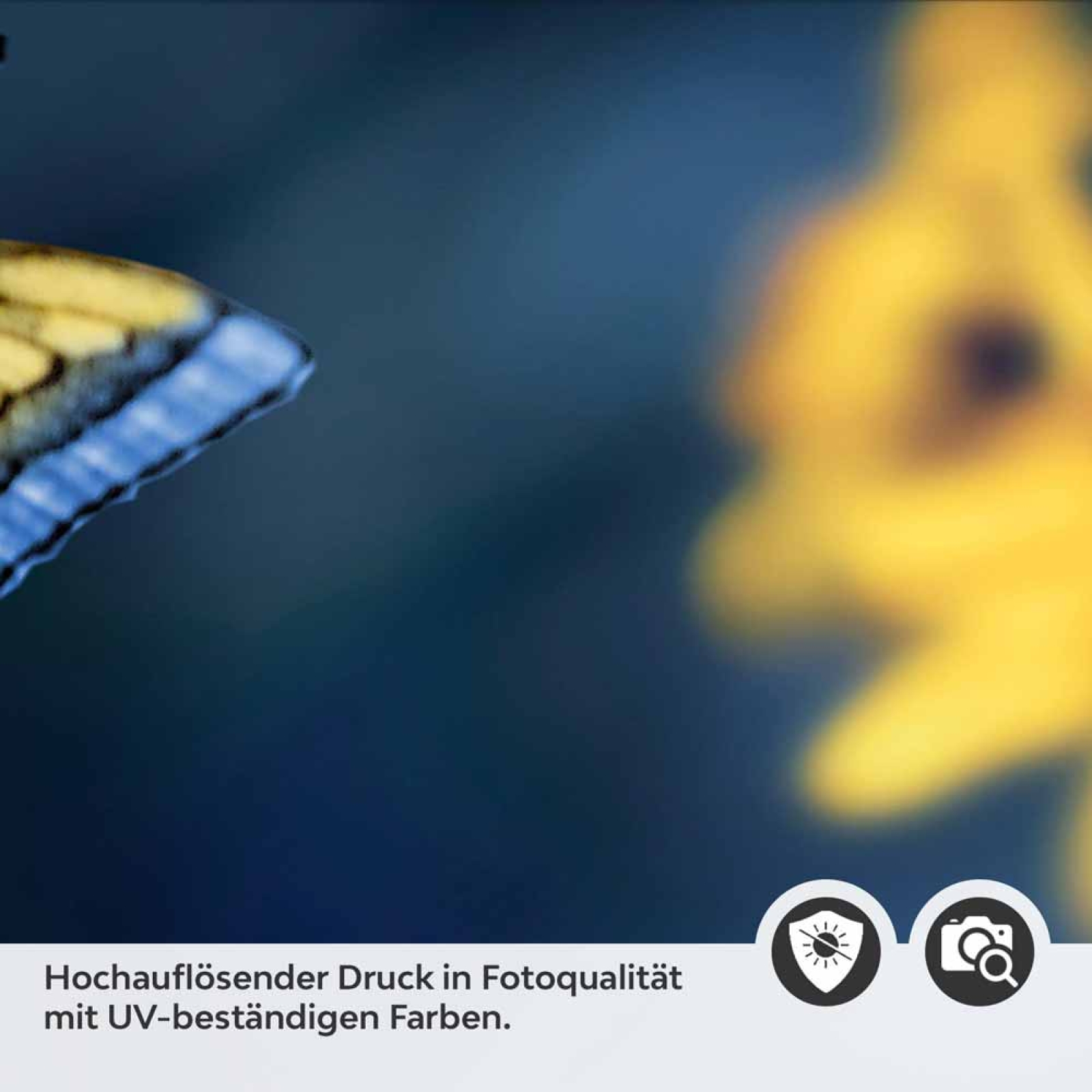 Küchenrückwand Folie Sonnenauge & Schmetterling Detailbild 2