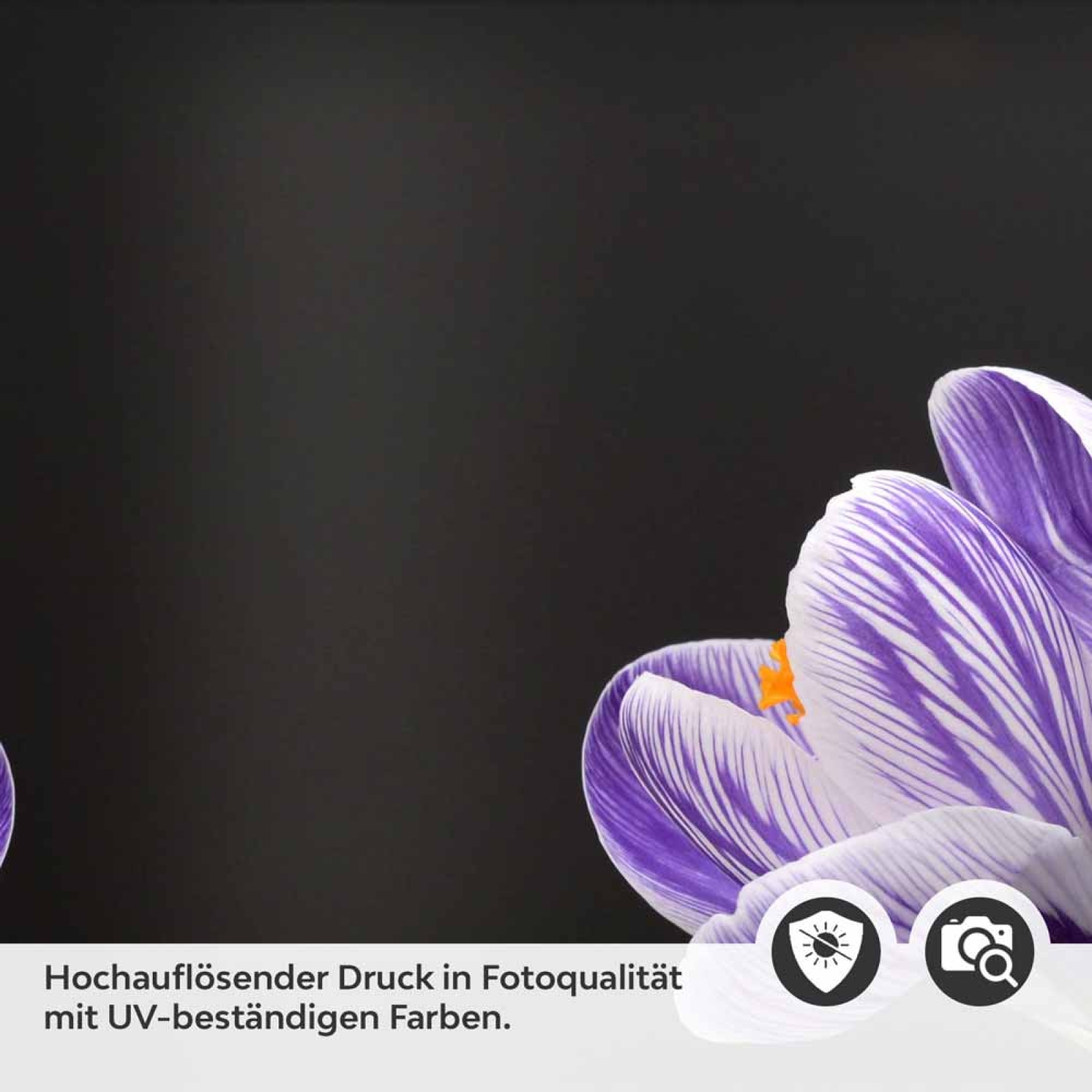 Küchenrückwand Folie Krokusblüten - edles Lila auf Schwarz Detailbild 2