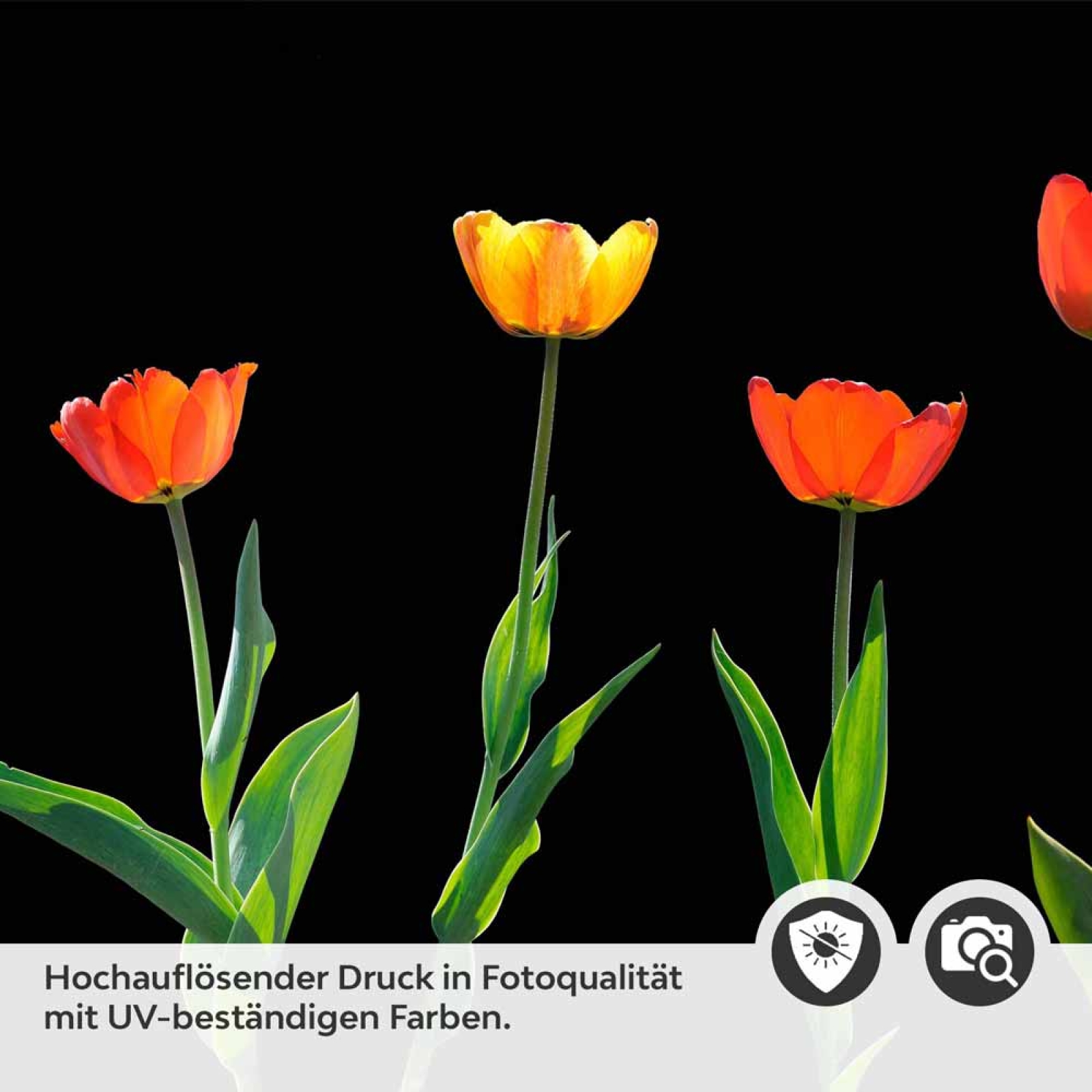 Küchenrückwand Folie rote Tulpen Detailbild 2