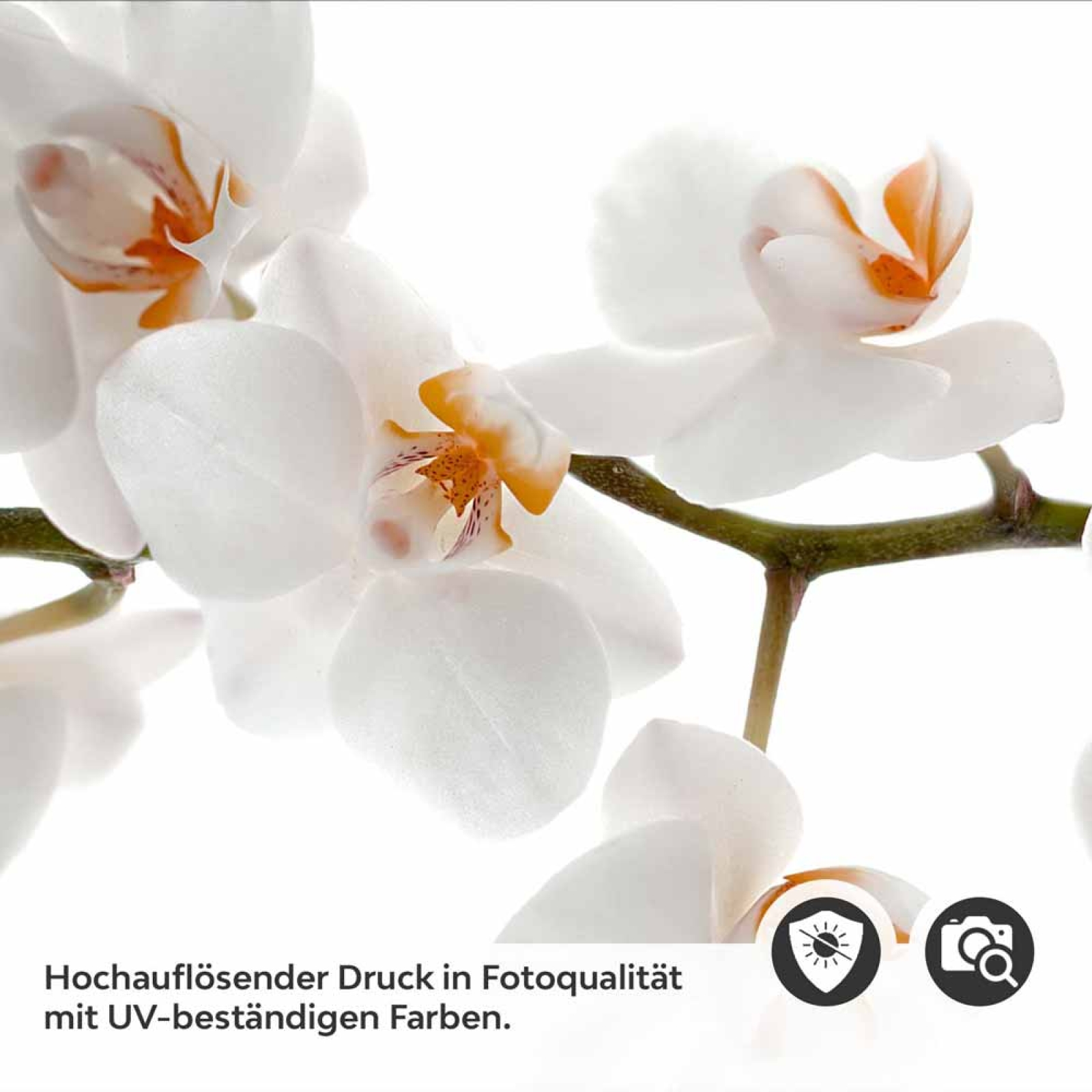Küchenrückwand Folie Weiße Orchideen – Harmonie für Ihre Küche Detailbild 2