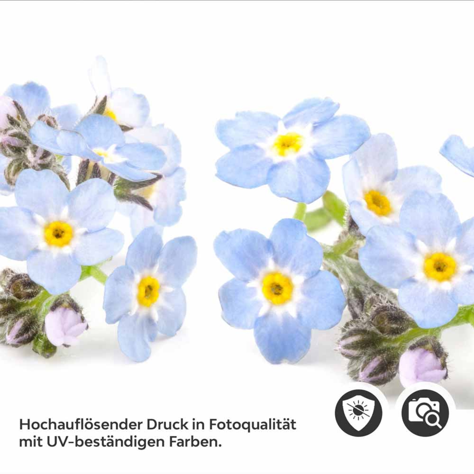 Küchenrückwand Folie Vergissmeinnicht – Zeitlose Eleganz in Blau Detailbild 2
