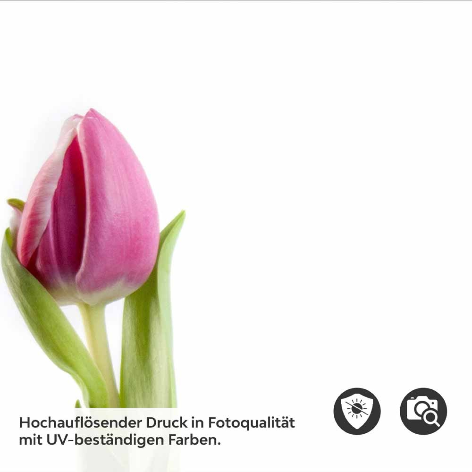 Küchenrückwand Folie rosa Tulpen - Frühlingshafte Leichtigkeit Detailbild 2