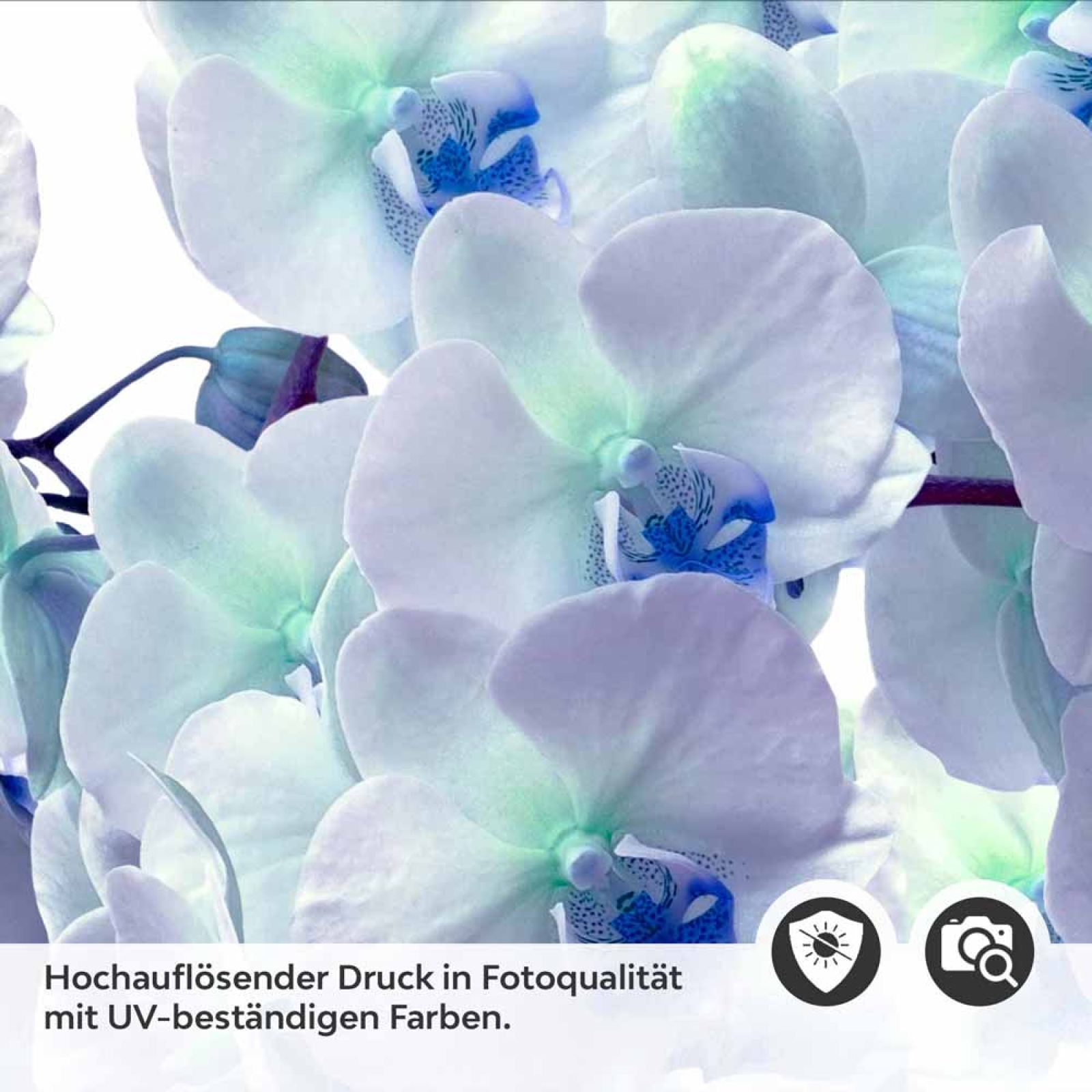 Küchenrückwand Folie Orchideenpracht Detailbild 2