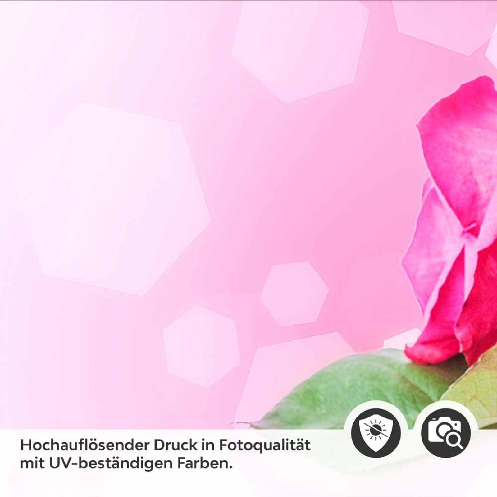 Küchenrückwand Folie pinke Rosen Detailbild 2