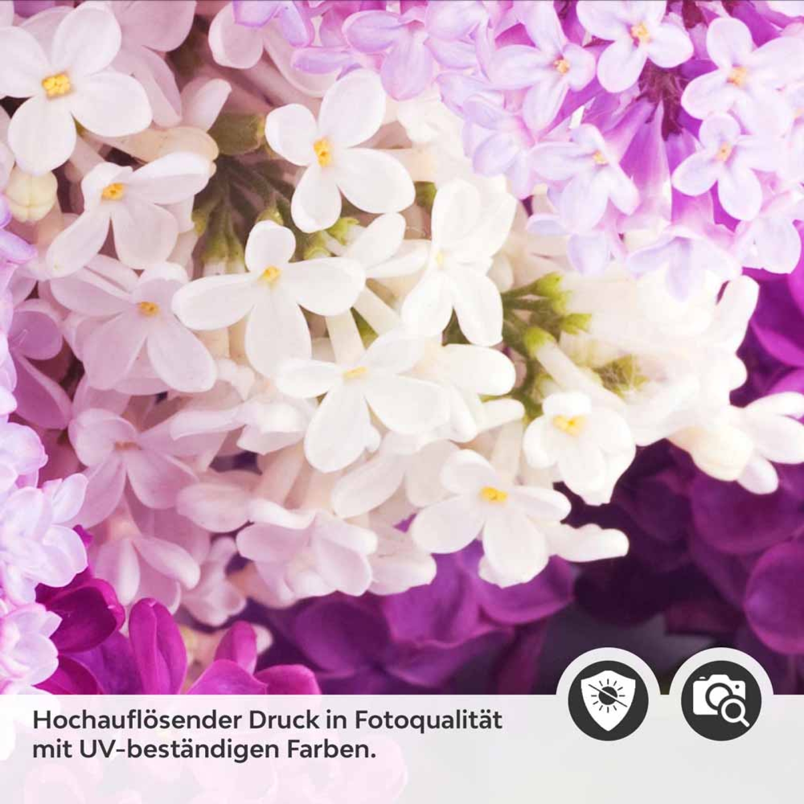Küchenrückwand Folie Fliederblüten Detailbild 2