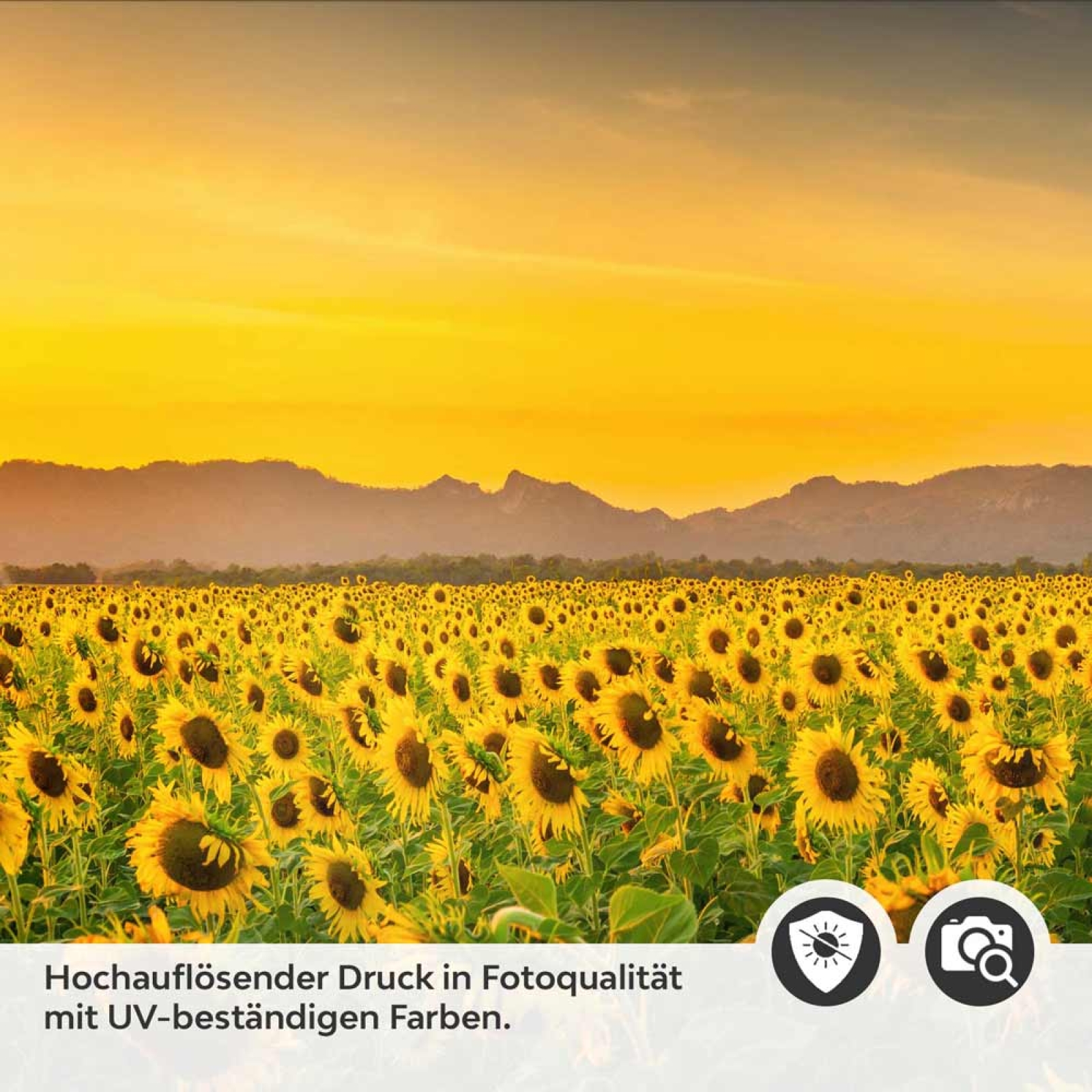 Küchenrückwand Folie Sonnenblumen Feld Detailbild 2