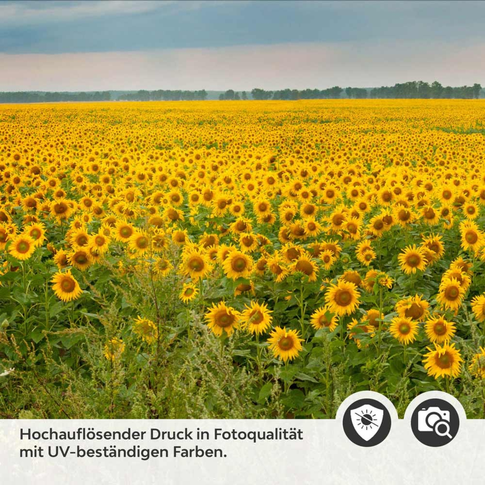 Küchenrückwand Folie Sonnenblumen Detailbild 2