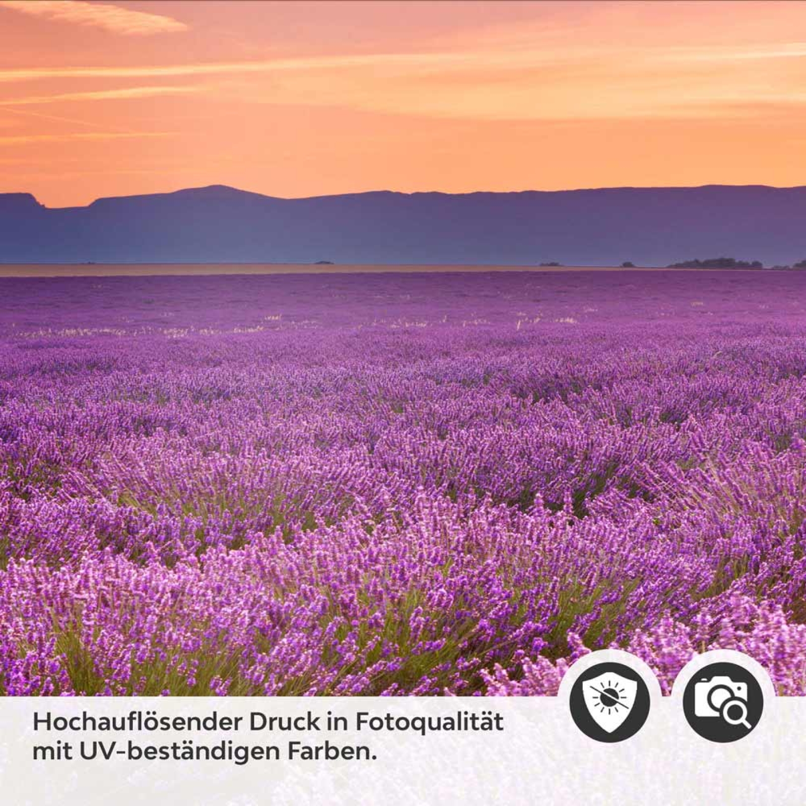Küchenrückwand Folie Lavendel Panorama Detailbild 2