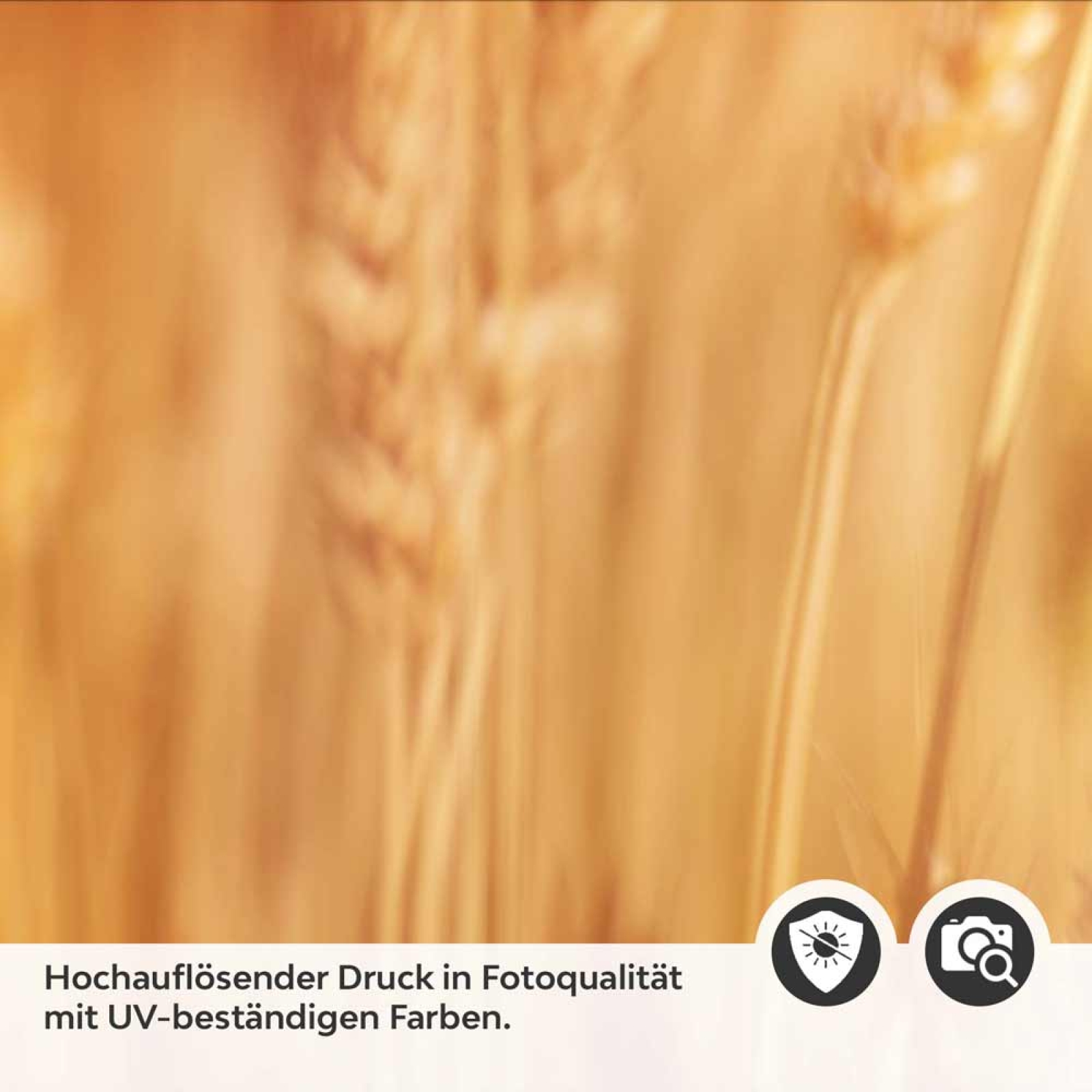 Küchenrückwand Folie goldene Weizen Detailbild 2