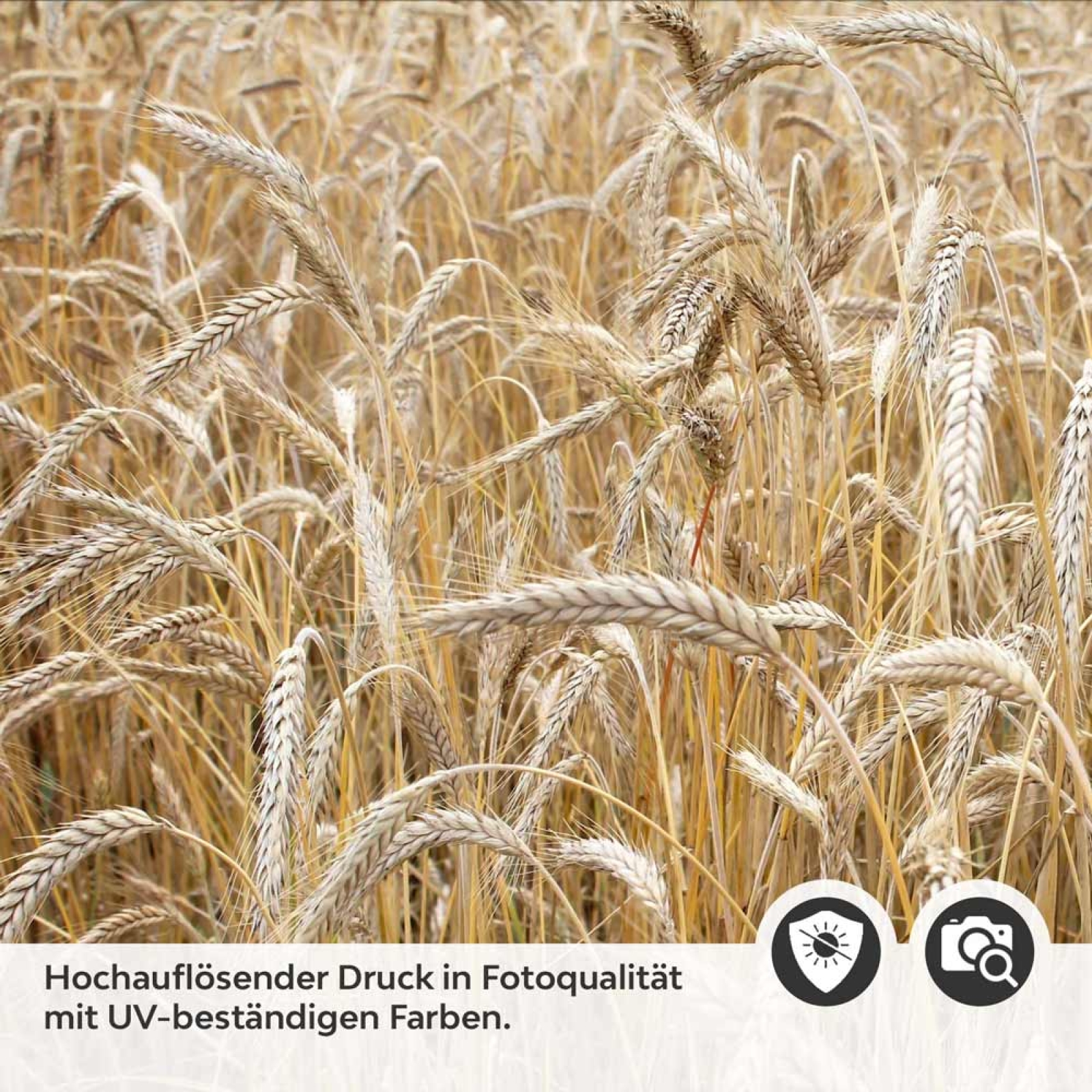 Küchenrückwand Folie Getreidefeld Detailbild 2