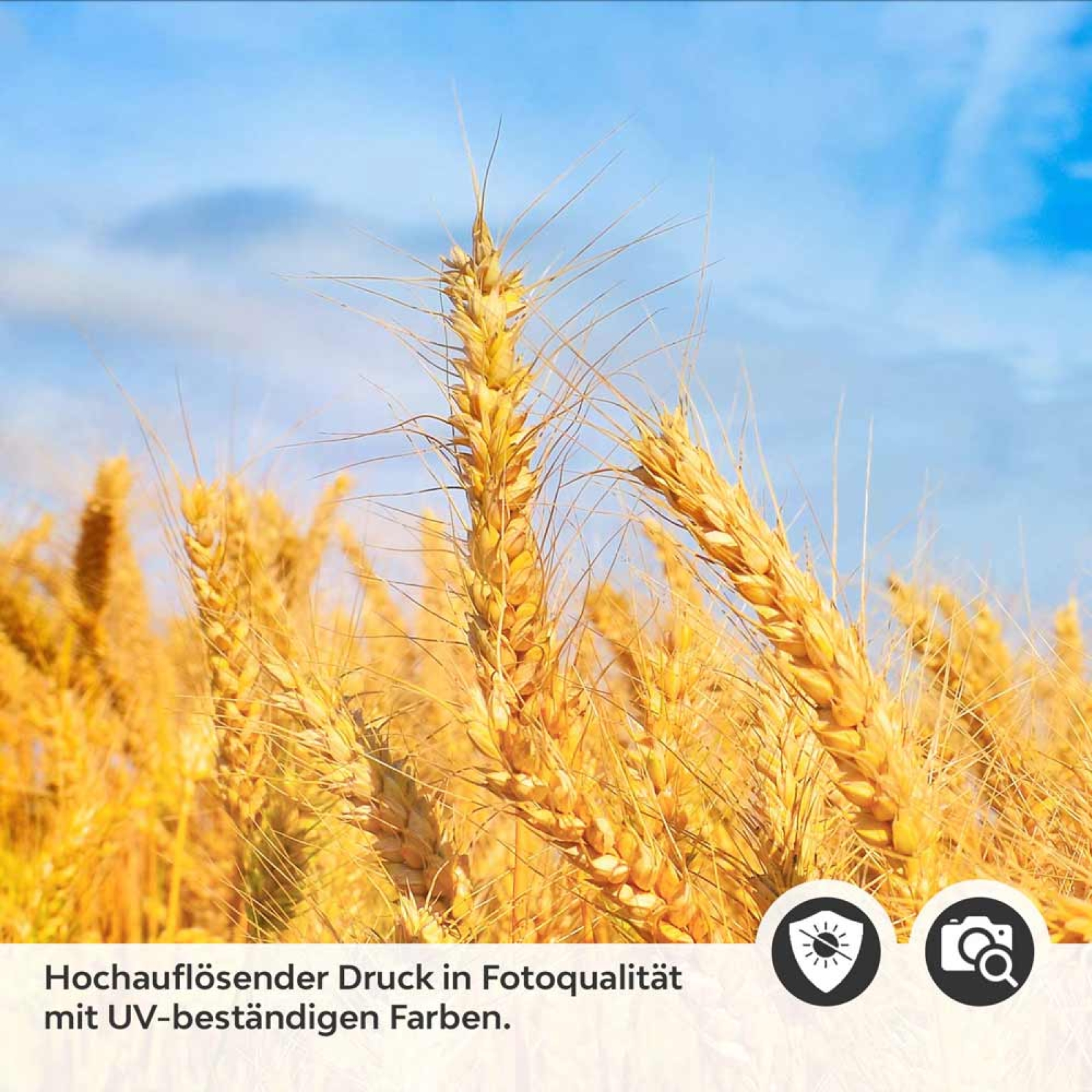 Küchenrückwand Folie goldener Weizenfeld Detailbild 2