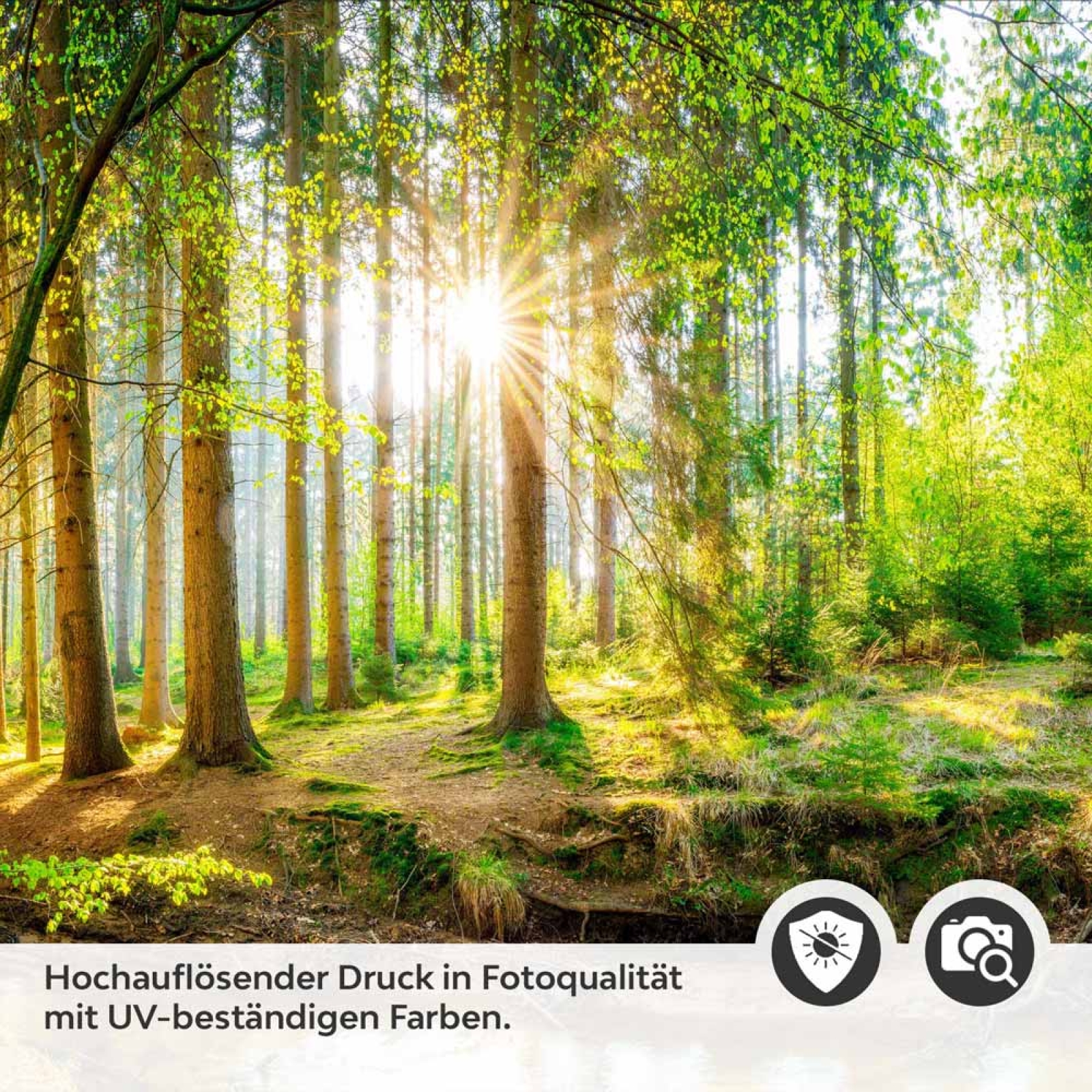 Küchenrückwand Folie Wald Lichtspiel Detailbild 2