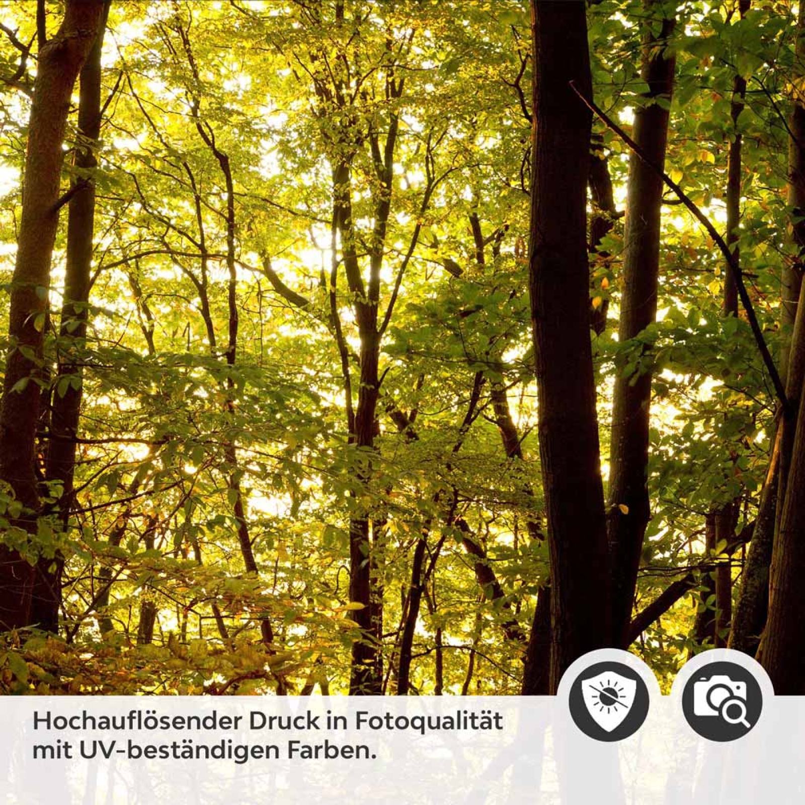 Küchenrückwand Folie herbstlicher Wald Detailbild 2