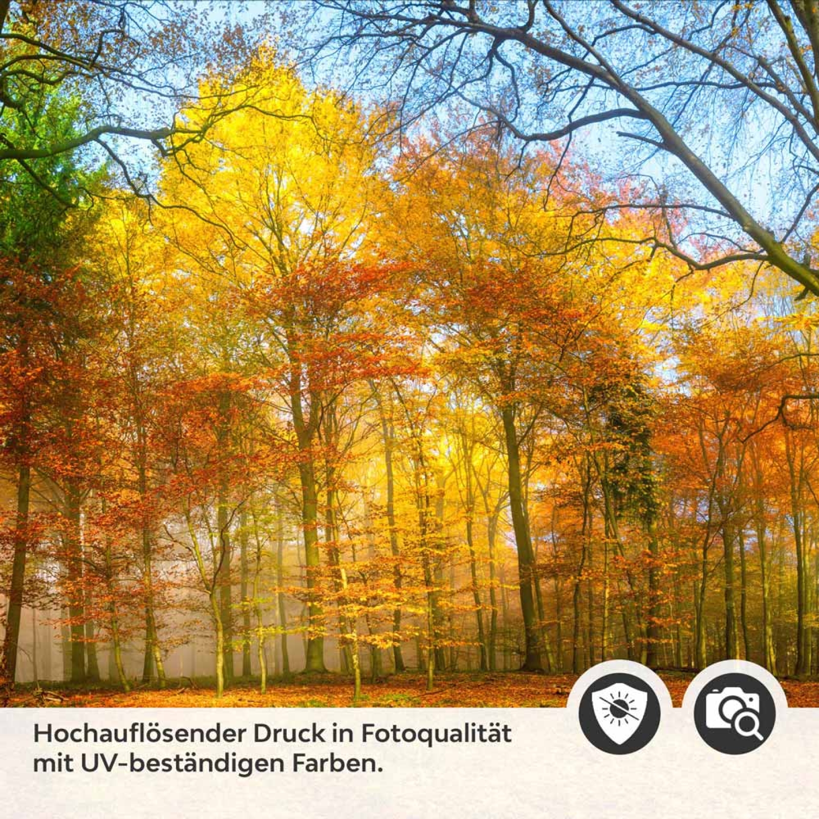 Küchenrückwand Folie goldener Herbstwald - Strahlende Naturpracht Detailbild 2