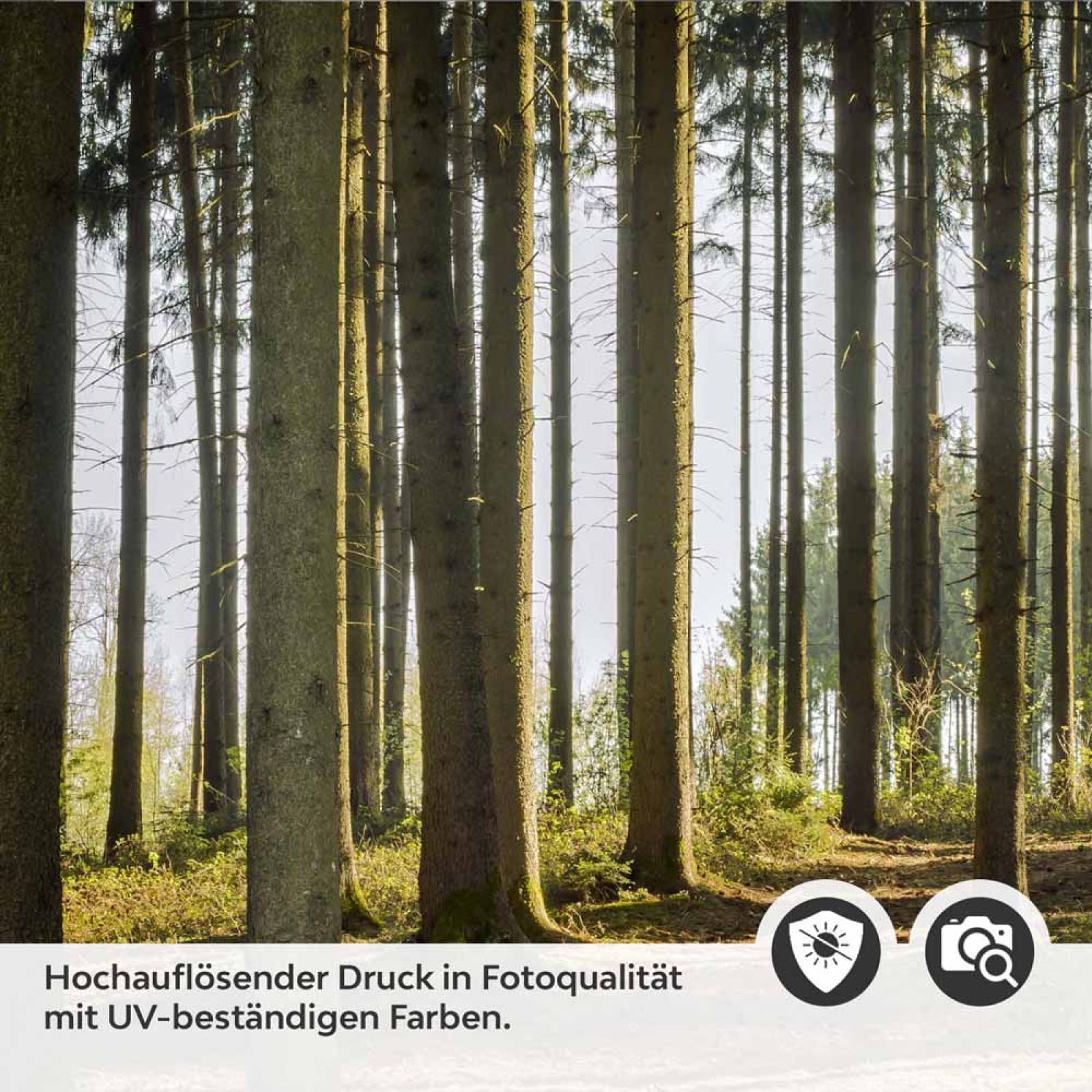 Küchenrückwand Folie Nadelwald - Lichtspiel der Natur Detailbild 2