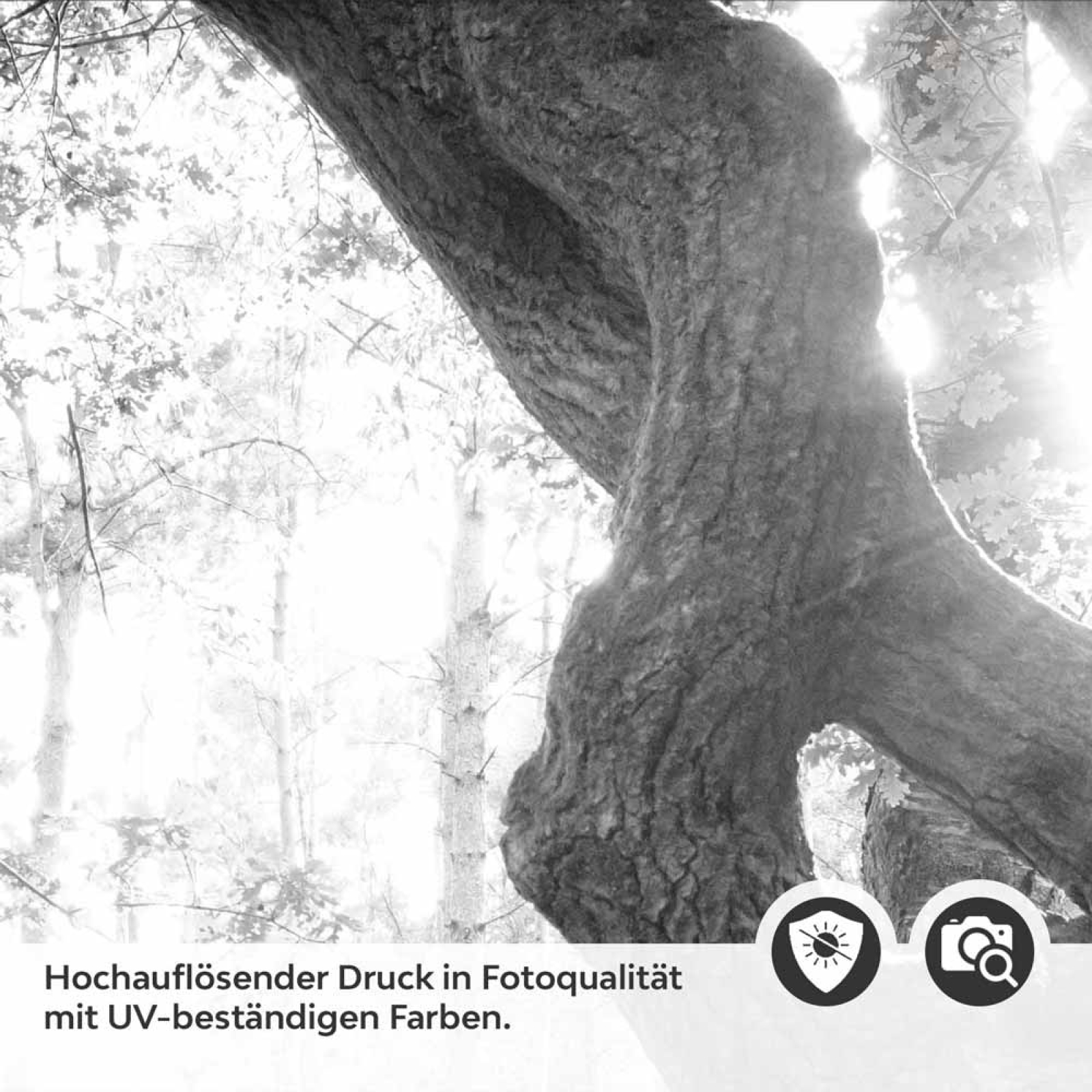 Küchenrückwand Folie Baum im Licht - Schwarz-Weiß Waldmotiv Detailbild 2
