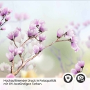 Mobile Preview: Küchenrückwand Folie Frühlingsblumen Detailbild 2