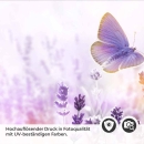 Mobile Preview: Küchenrückwand Folie Lavendel Detailbild 2