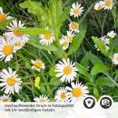 Mobile Preview: Küchenrückwand Folie Margeriten Blumen Detailbild 2