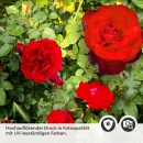 Mobile Preview: Küchenrückwand Folie rote Rosen Detailbild 2