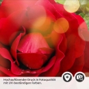 Mobile Preview: Küchenrückwand Folie blühende Rose Detailbild 2