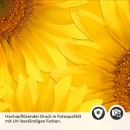 Mobile Preview: Küchenrückwand Folie Sunflowers Detailbild 2